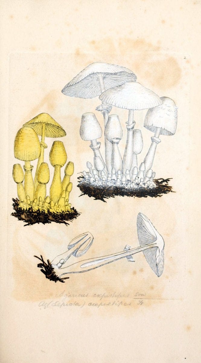 Coloured figures of English fungi or mushrooms. London,Printed by J. Davis,1797-[1809]. | England Mushrooms  | Vintage Print Reproduction 455687