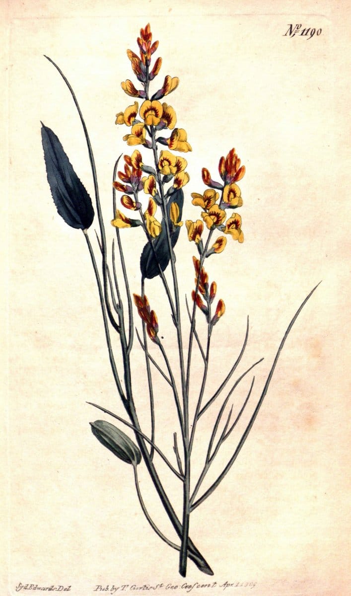 Curtis's botanical magazine. London ; New York [etc.] :Academic Press [etc.]. | "Botanical illustration" Botany Periodicals "Pictorial works" "Plants, Ornamental"  | Vintage Print Reproduction 455688