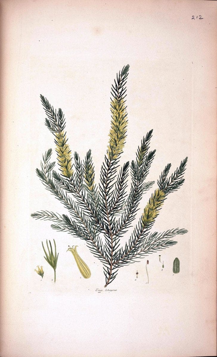 Coloured engravings of heaths :.London  | 1802 "19th century" Botany England Erica Ericaceae Etching "Graphic media :" Handcolored History "Pictorial works"  | Vintage Print Reproduction 455690