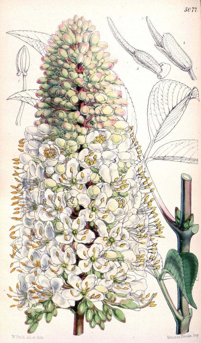 Curtis's botanical magazine. London ; New York [etc.] :Academic Press [etc.]. | "Botanical illustration" Botany Periodicals "Pictorial works" "Plants, Ornamental"  | Vintage Print Reproduction 455691