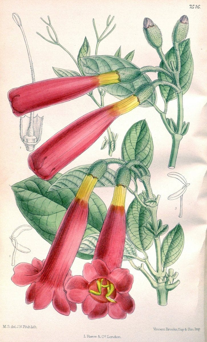 Curtis's botanical magazine. London ; New York [etc.] :Academic Press [etc.]. | "Botanical illustration" Botany Periodicals "Pictorial works" "Plants, Ornamental"  | Vintage Print Reproduction 455692