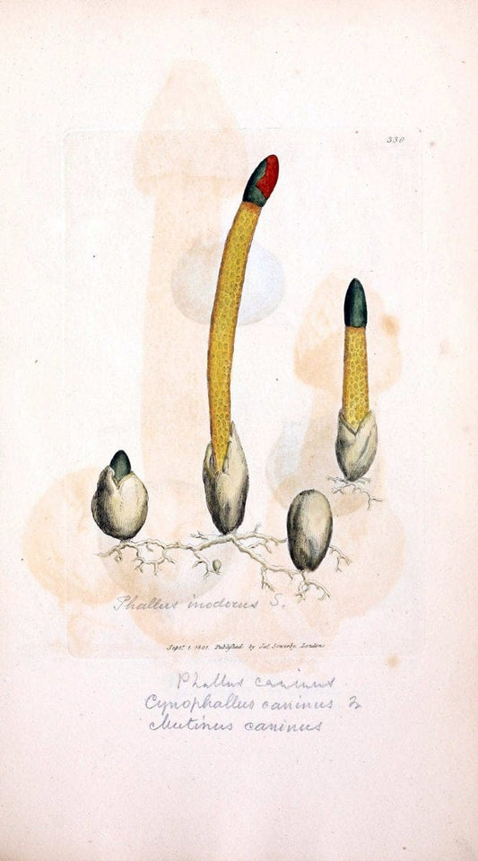 Coloured figures of English fungi or mushrooms. London,Printed by J. Davis,1797-[1809]. | England Mushrooms  | Vintage Print Reproduction 455693
