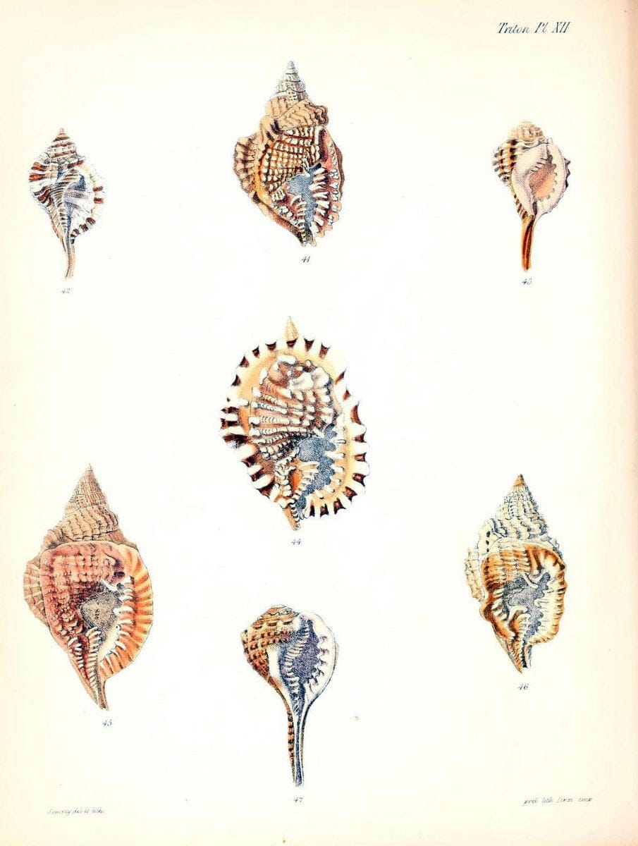 Conchologia iconica, or, Illustrations of the shells of molluscous animals /.London :Reeve, Brothers,1843-1878.  | Mollusks "Pictorial works" Shells | Vintage Print Reproduction 455694