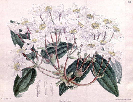 Curtis's botanical magazine. London ; New York [etc.] :Academic Press [etc.]. | "Botanical illustration" Botany Periodicals "Pictorial works" "Plants, Ornamental"  | Vintage Print Reproduction 455695