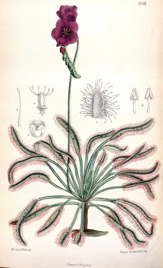 Curtis's botanical magazine. London ; New York [etc.] :Academic Press [etc.]. | "Botanical illustration" Botany Periodicals "Pictorial works" "Plants, Ornamental"  | Vintage Print Reproduction 455696
