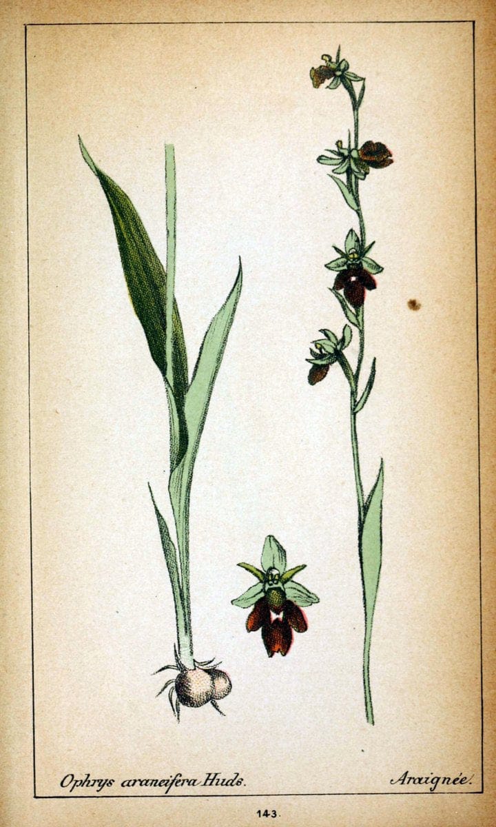 Choix de plantes de l'Europe centrale et particuliÃ¨rement de la Suisse et de la SavoieGe | Europe Central "Pictorial works" Plants "Savoy (France and Italy)" Switzerland  | Vintage Reproduction 455698