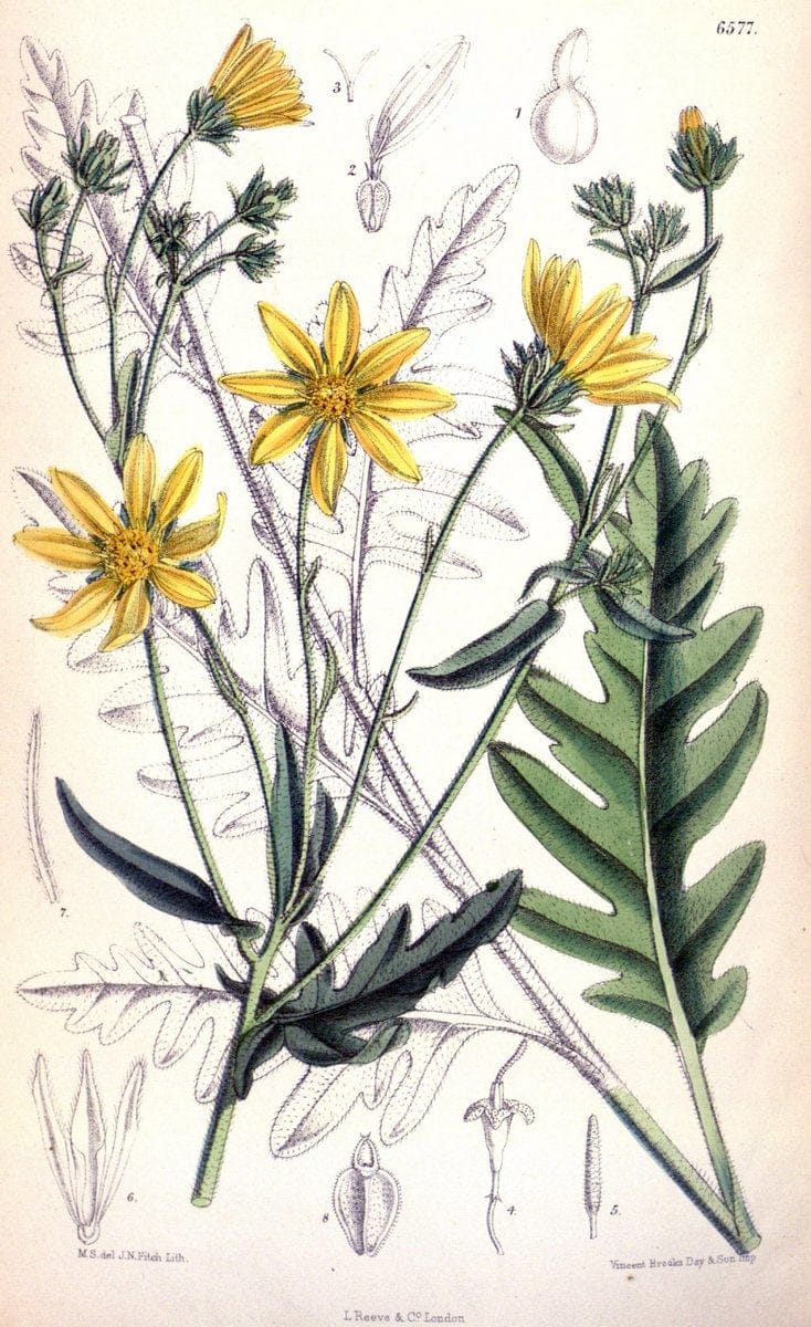 Curtis's botanical magazine. London ; New York [etc.] :Academic Press [etc.]. | "Botanical illustration" Botany Periodicals "Pictorial works" "Plants, Ornamental"  | Vintage Print Reproduction 455699