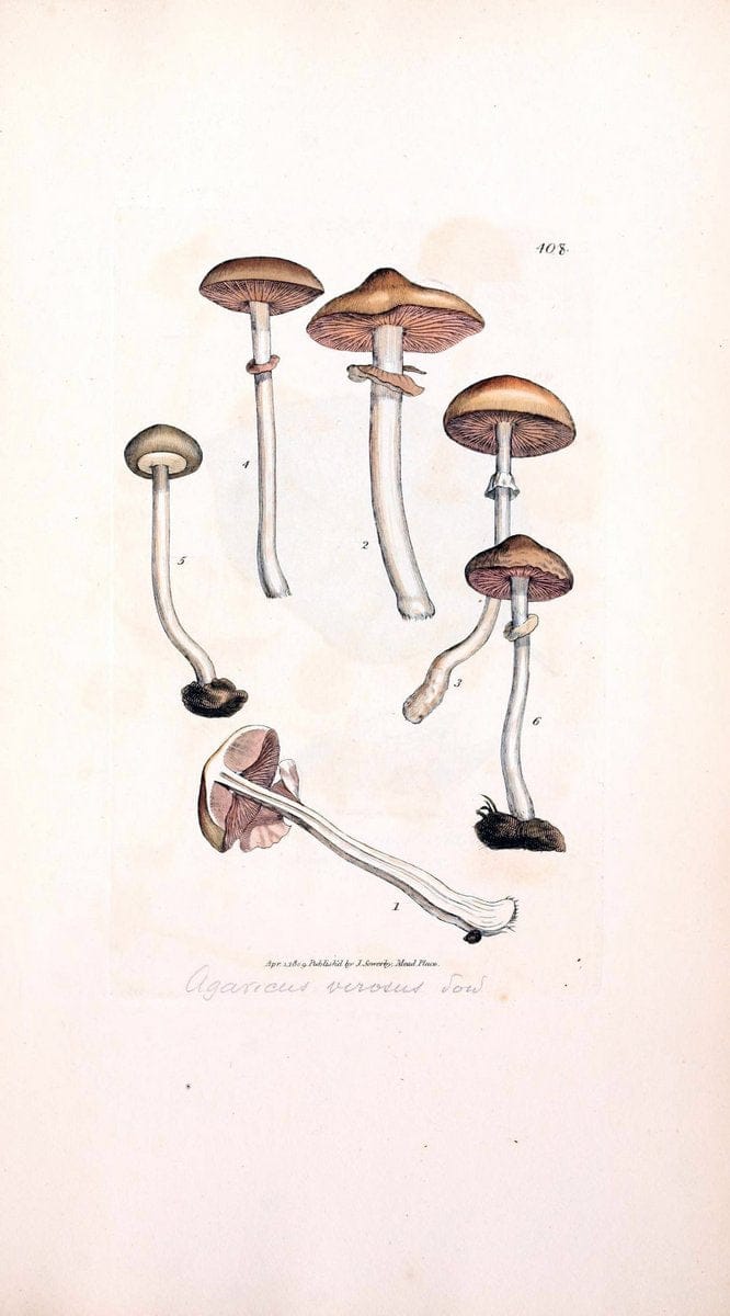 Coloured figures of English fungi or mushrooms. London,Printed by J. Davis,1797-[1809]. | England Mushrooms  | Vintage Print Reproduction 455700