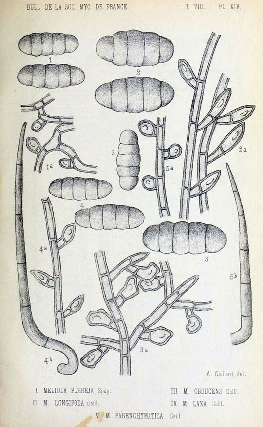Bulletin de la SociÃ©tÃ© mycologique de France.Epinal :La SociÃ©tÃ©,1885-1903.  | France Fungi Mycology Periodicals | Vintage Print Reproduction 455701