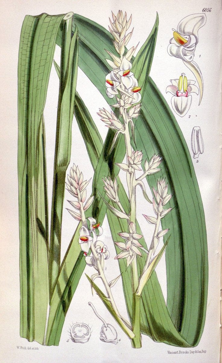 Curtis's botanical magazine. London ; New York [etc.] :Academic Press [etc.]. | "Botanical illustration" Botany Periodicals "Pictorial works" "Plants, Ornamental"  | Vintage Print Reproduction 455702