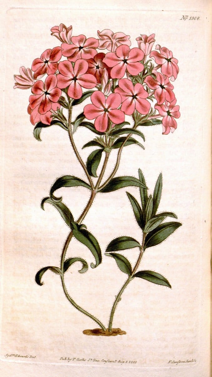 Curtis's botanical magazine. London ; New York [etc.] :Academic Press [etc.]. | "Botanical illustration" Botany Periodicals "Pictorial works" "Plants, Ornamental"  | Vintage Print Reproduction 455703