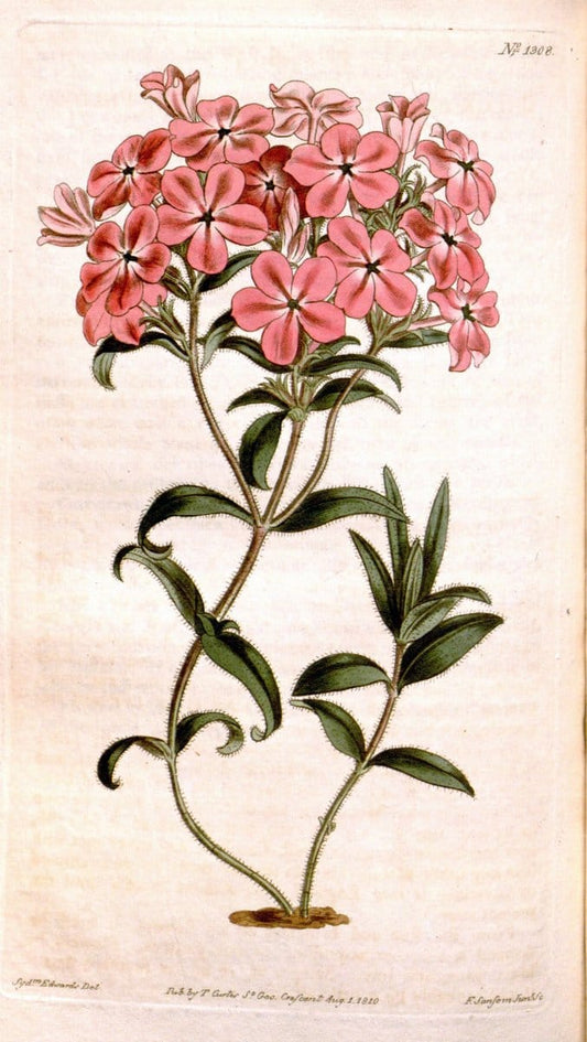 Curtis's botanical magazine. London ; New York [etc.] :Academic Press [etc.]. | "Botanical illustration" Botany Periodicals "Pictorial works" "Plants, Ornamental"  | Vintage Print Reproduction 455703