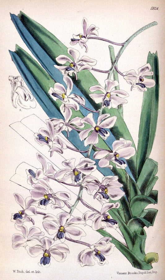 Curtis's botanical magazine. London ; New York [etc.] :Academic Press [etc.]. | "Botanical illustration" Botany Periodicals "Pictorial works" "Plants, Ornamental"  | Vintage Print Reproduction 455704