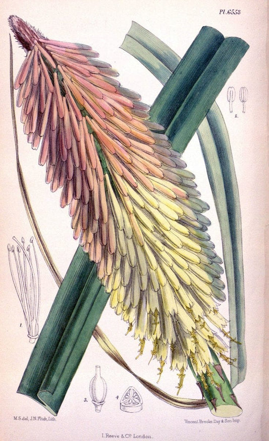 Curtis's botanical magazine. London ; New York [etc.] :Academic Press [etc.]. | "Botanical illustration" Botany Periodicals "Pictorial works" "Plants, Ornamental"  | Vintage Print Reproduction 455705