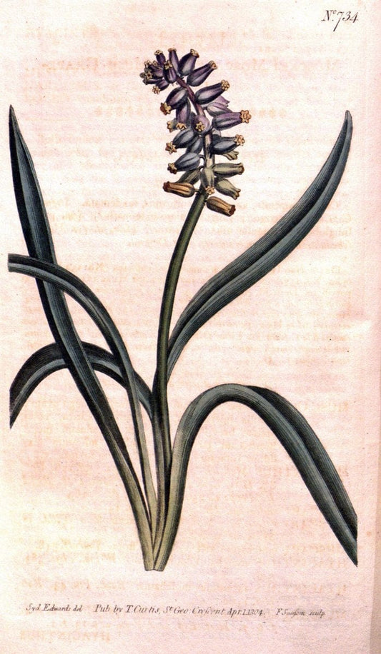Curtis's botanical magazine..London ;New York [etc.] :Academic Press [etc.]. |  | Vintage Print Reproduction 455707