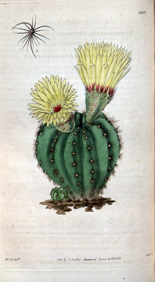 Curtis's botanical magazine..London ;New York [etc.] :Academic Press [etc.]. |  | Vintage Print Reproduction 455708