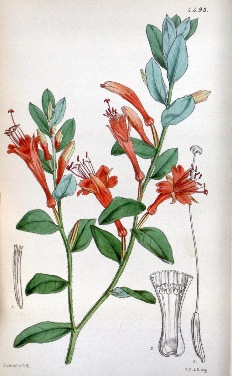 Curtis's botanical magazine. London ;New York [etc.] :Academic Press [etc.]. | Botany Periodicals "Pictorial works"  | Vintage Print Reproduction 455709