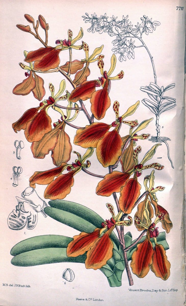 Curtis's botanical magazine. London ;New York [etc.] :Academic Press [etc.]. | Botany Periodicals "Pictorial works"  | Vintage Print Reproduction 455710