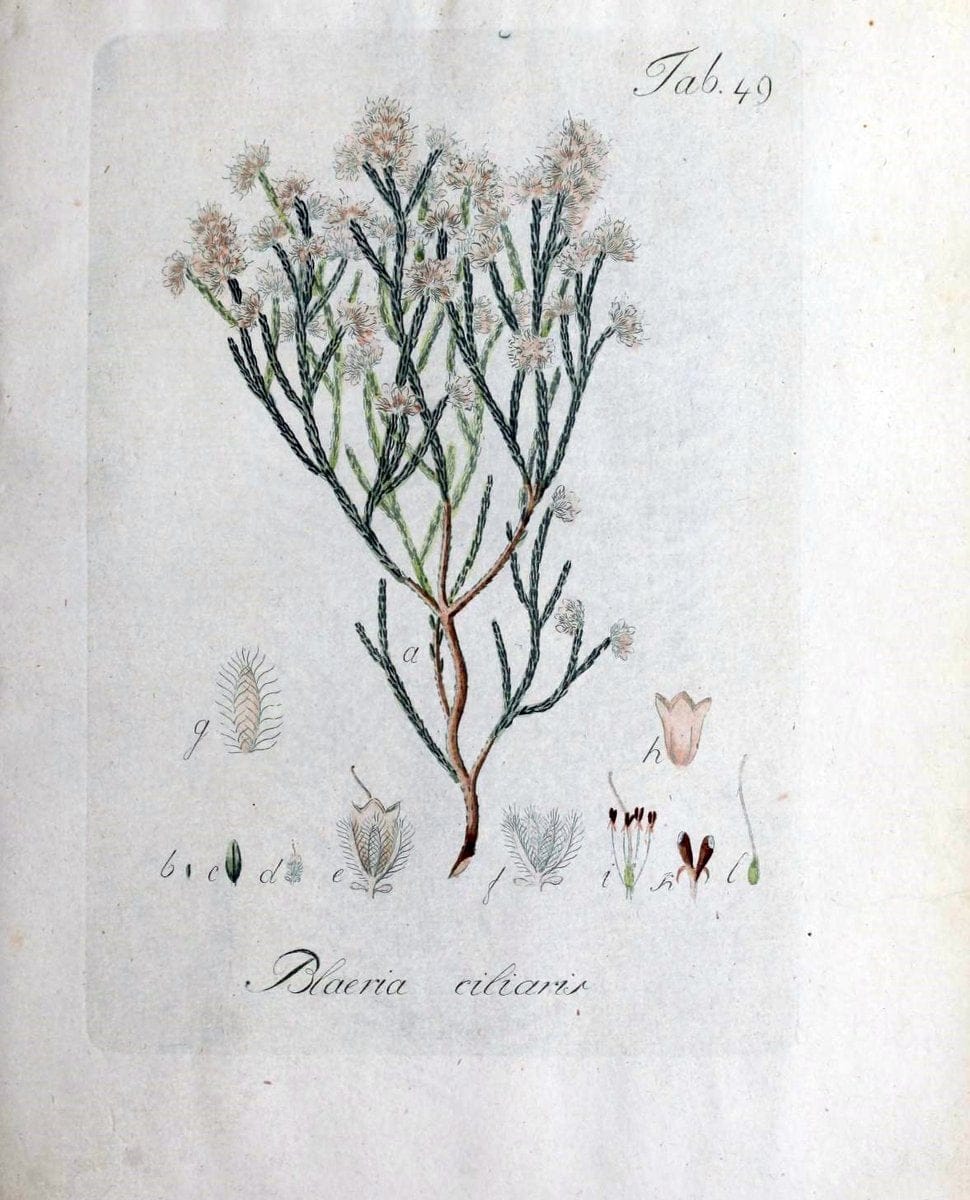 Collectio plantarum tam exoticarum, quam indigenarum, cum delineatione, descriptione cul | Botany | Vintage Print Reproduction 455711