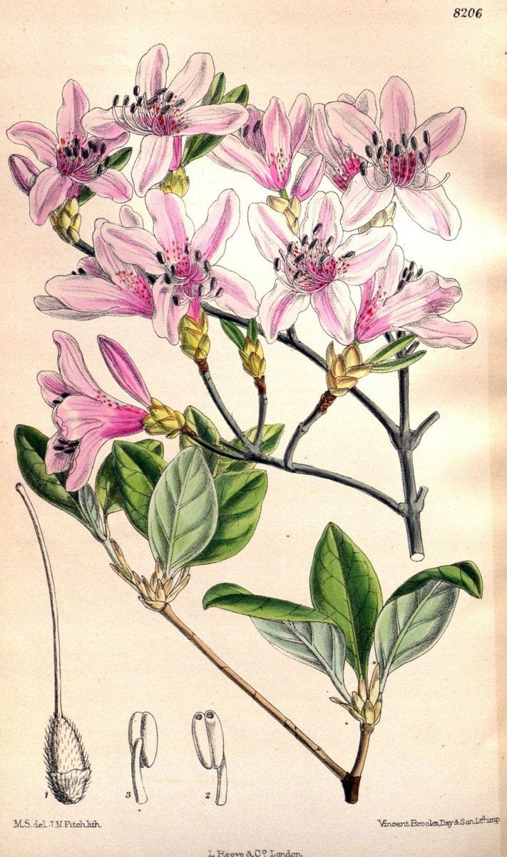 Curtis's botanical magazine. London ; New York [etc.] :Academic Press [etc.]. | "Botanical illustration" Botany Periodicals "Pictorial works" "Plants, Ornamental"  | Vintage Print Reproduction 455712