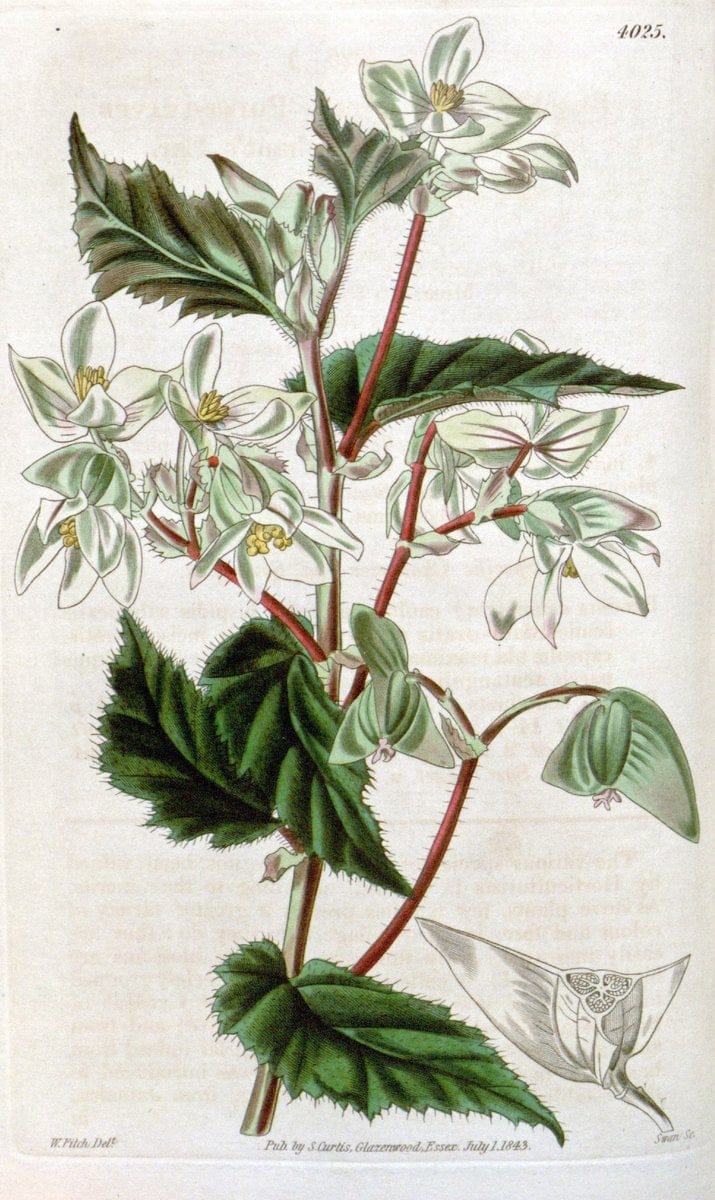 Curtis's botanical magazine. London ; New York [etc.] :Academic Press [etc.]. | "Botanical illustration" Botany Periodicals "Pictorial works" "Plants, Ornamental"  | Vintage Print Reproduction 455713