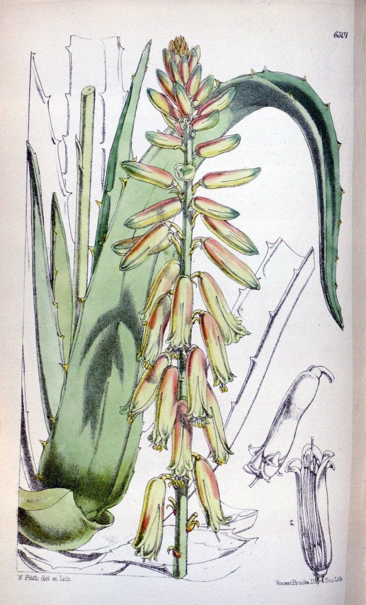 Curtis's botanical magazine. London ; New York [etc.] :Academic Press [etc.]. | "Botanical illustration" Botany Periodicals "Pictorial works" "Plants, Ornamental"  | Vintage Print Reproduction 455714