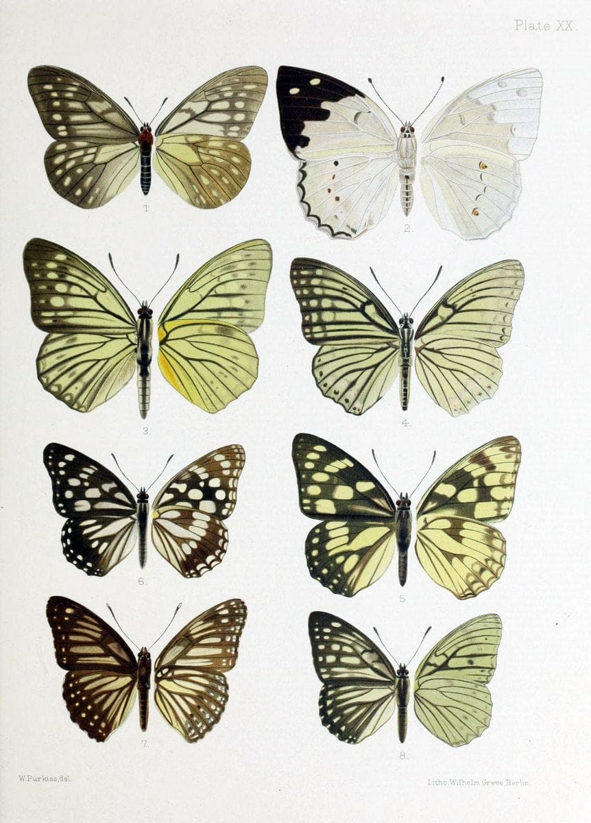 Butterflies from China, Japan, and Corea. London,R.H. Porter,1892-94.  | Butterflies China Japan Korea  | Vintage Print Reproduction 455715