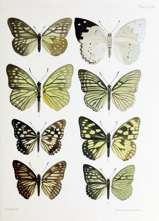 Butterflies from China, Japan, and Corea. London,R.H. Porter,1892-94.  | Butterflies China Japan Korea  | Vintage Print Reproduction 455715