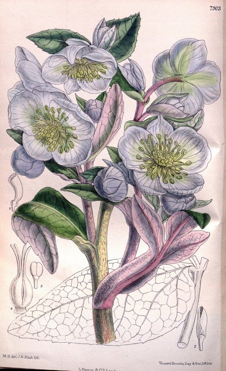 Curtis's botanical magazine. London ; New York [etc.] :Academic Press [etc.]. | "Botanical illustration" Botany Periodicals "Pictorial works" "Plants, Ornamental"  | Vintage Print Reproduction 455716