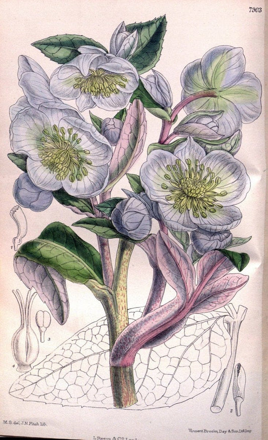 Curtis's botanical magazine. London ; New York [etc.] :Academic Press [etc.]. | "Botanical illustration" Botany Periodicals "Pictorial works" "Plants, Ornamental"  | Vintage Print Reproduction 455716