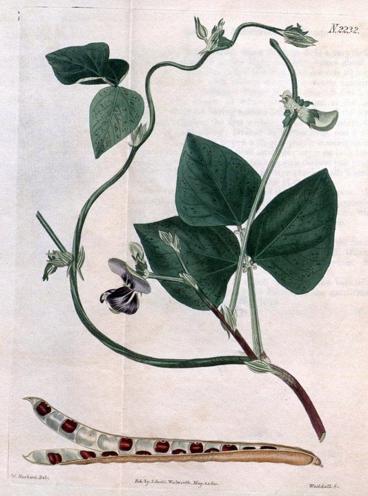 Curtis's botanical magazine. London ; New York [etc.] :Academic Press [etc.]. | "Botanical illustration" Botany Periodicals "Pictorial works" "Plants, Ornamental"  | Vintage Print Reproduction 455717