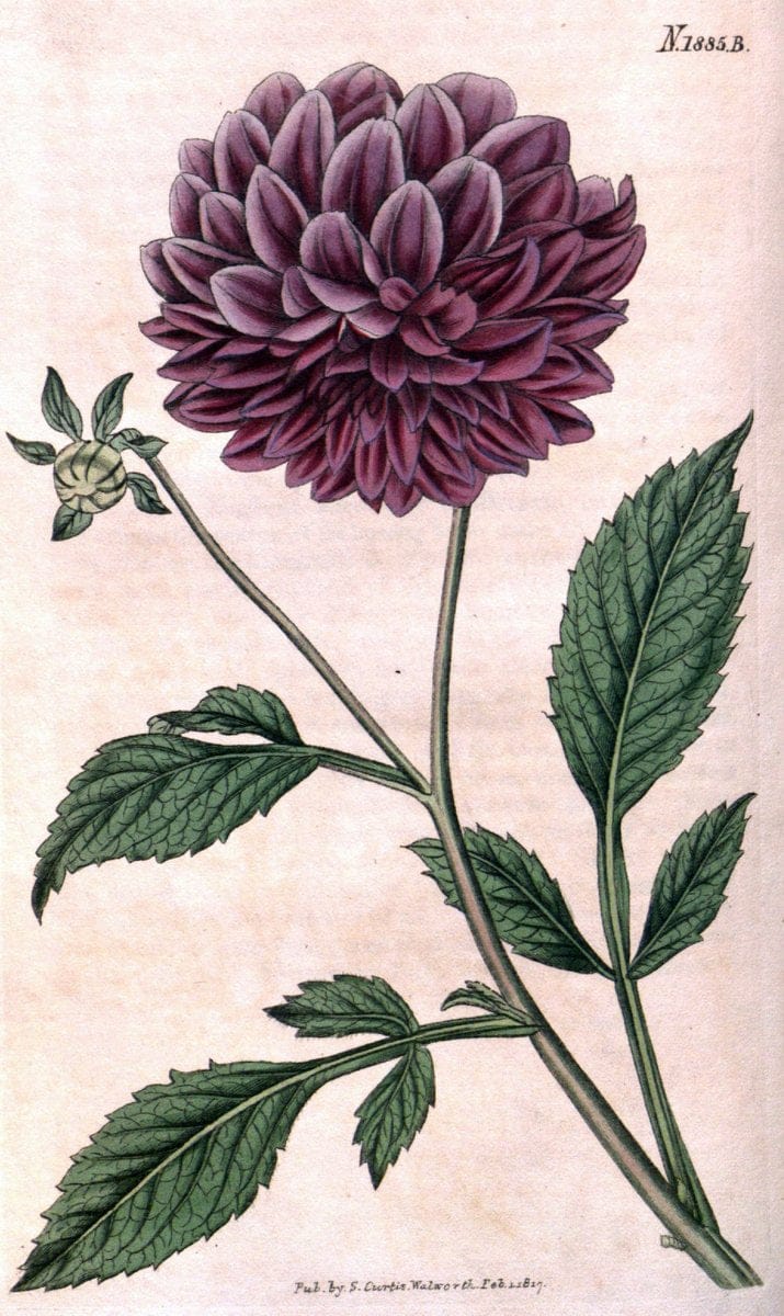 Curtis's botanical magazine. London ; New York [etc.] :Academic Press [etc.]. | "Botanical illustration" Botany Periodicals "Pictorial works" "Plants, Ornamental"  | Vintage Print Reproduction 455718