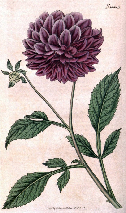 Curtis's botanical magazine. London ; New York [etc.] :Academic Press [etc.]. | "Botanical illustration" Botany Periodicals "Pictorial works" "Plants, Ornamental"  | Vintage Print Reproduction 455718