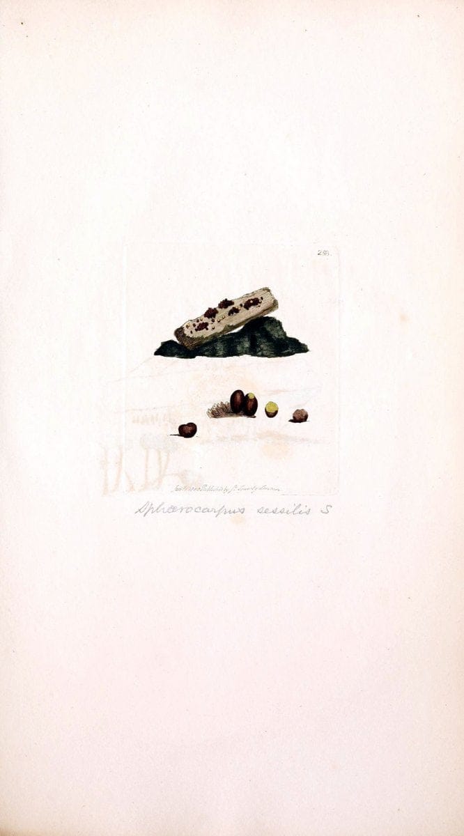 Coloured figures of English fungi or mushrooms. London,Printed by J. Davis,1797-[1809]. | England Mushrooms  | Vintage Print Reproduction 455720
