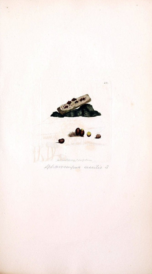 Coloured figures of English fungi or mushrooms. London,Printed by J. Davis,1797-[1809]. | England Mushrooms  | Vintage Print Reproduction 455720