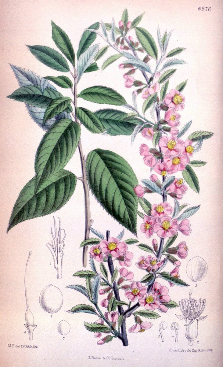 Curtis's botanical magazine. London ; New York [etc.] :Academic Press [etc.]. | "Botanical illustration" Botany Periodicals "Pictorial works" "Plants, Ornamental"  | Vintage Print Reproduction 455721