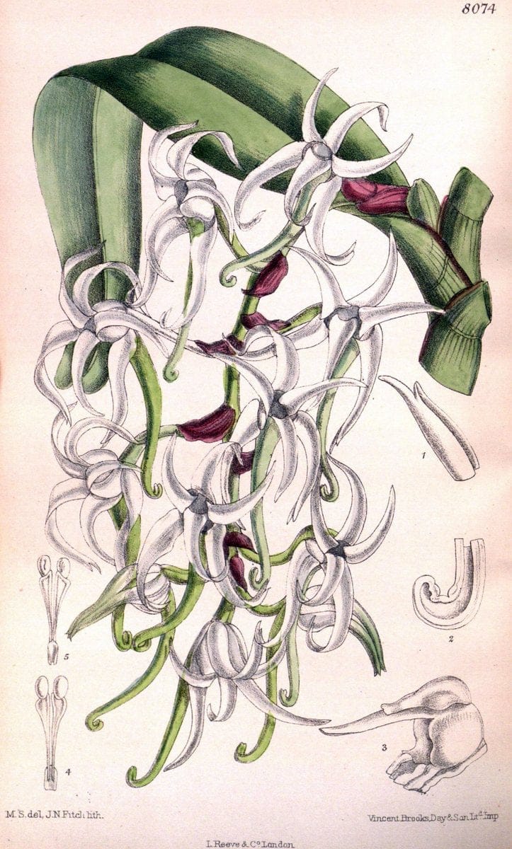 Curtis's botanical magazine. London ; New York [etc.] :Academic Press [etc.]. | "Botanical illustration" Botany Periodicals "Pictorial works" "Plants, Ornamental"  | Vintage Print Reproduction 455722