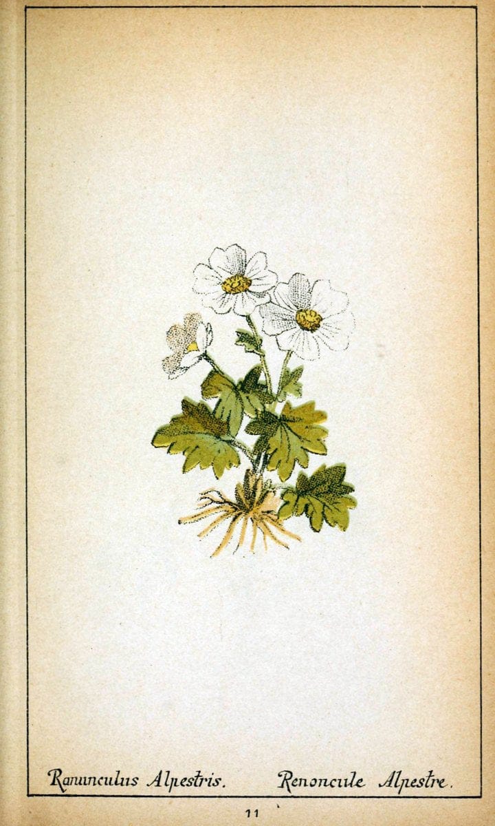 Choix de plantes de l'Europe centrale et particuliÃ¨rement de la Suisse et de la SavoieGe | Europe Central "Pictorial works" Plants "Savoy (France and Italy)" Switzerland  | Vintage Reproduction 455723