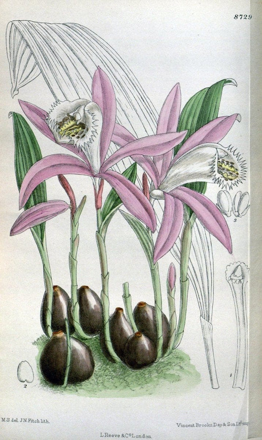 Curtis's botanical magazine. London ; New York [etc.] :Academic Press [etc.]. | "Botanical illustration" Botany Periodicals "Pictorial works" "Plants, Ornamental"  | Vintage Print Reproduction 455724