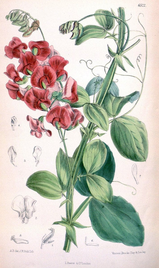 Curtis's botanical magazine. London ; New York [etc.] :Academic Press [etc.]. | "Botanical illustration" Botany Periodicals "Pictorial works" "Plants, Ornamental"  | Vintage Print Reproduction 455725