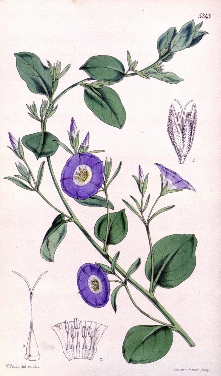 Curtis's botanical magazine. London ; New York [etc.] :Academic Press [etc.]. | "Botanical illustration" Botany Periodicals "Pictorial works" "Plants, Ornamental"  | Vintage Print Reproduction 455726