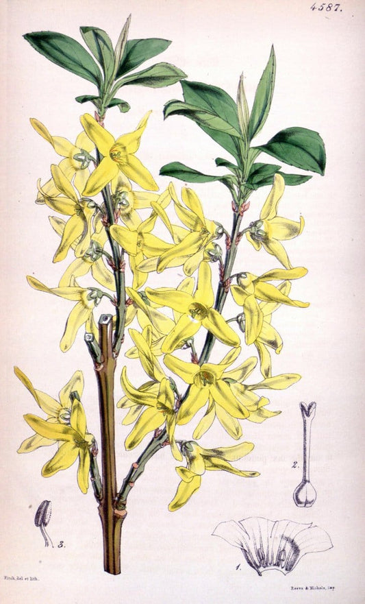 Curtis's botanical magazine. London ; New York [etc.] :Academic Press [etc.]. | "Botanical illustration" Botany Periodicals "Pictorial works" "Plants, Ornamental"  | Vintage Print Reproduction 455727