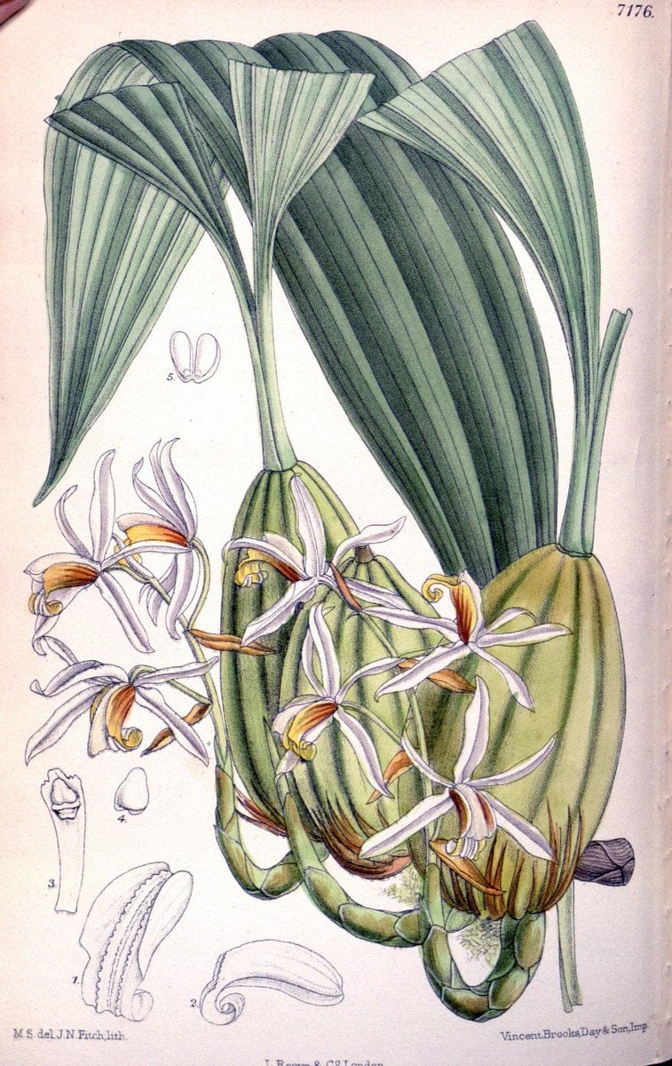 Curtis's botanical magazine. London ; New York [etc.] :Academic Press [etc.]. | "Botanical illustration" Botany Periodicals "Pictorial works" "Plants, Ornamental"  | Vintage Print Reproduction 455728