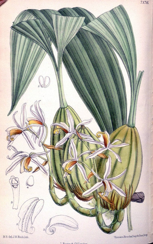 Curtis's botanical magazine. London ; New York [etc.] :Academic Press [etc.]. | "Botanical illustration" Botany Periodicals "Pictorial works" "Plants, Ornamental"  | Vintage Print Reproduction 455728