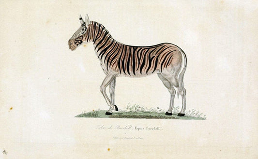ComplÃ©ments de Buffon. t.1.Paris:P. Pourrat FrÃ¨res,1838. |  | Vintage Print Reproduction 455729