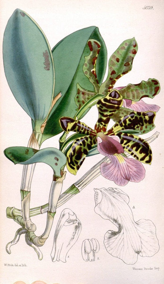 Curtis's botanical magazine. London ; New York [etc.] :Academic Press [etc.]. | "Botanical illustration" Botany Periodicals "Pictorial works" "Plants, Ornamental"  | Vintage Print Reproduction 455730