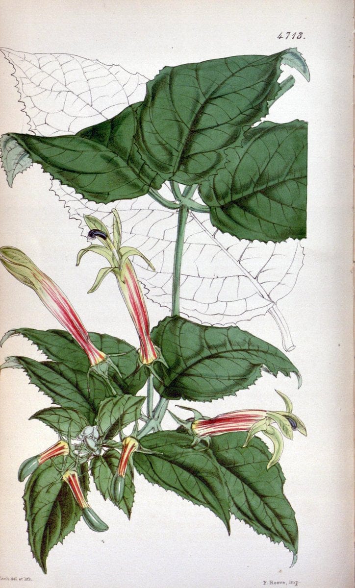 Curtis's botanical magazine. London ; New York [etc.] :Academic Press [etc.]. | "Botanical illustration" Botany Periodicals "Pictorial works" "Plants, Ornamental"  | Vintage Print Reproduction 455731