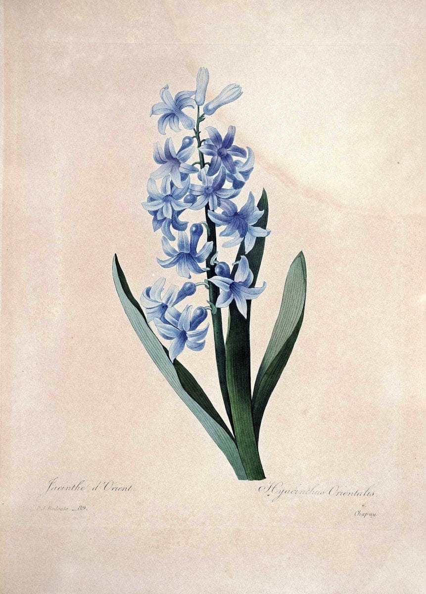 Choix des plus belles fleurs :.Paris:Ernest Panckoucke,[1833].. |  | Vintage Print Reproduction 455732