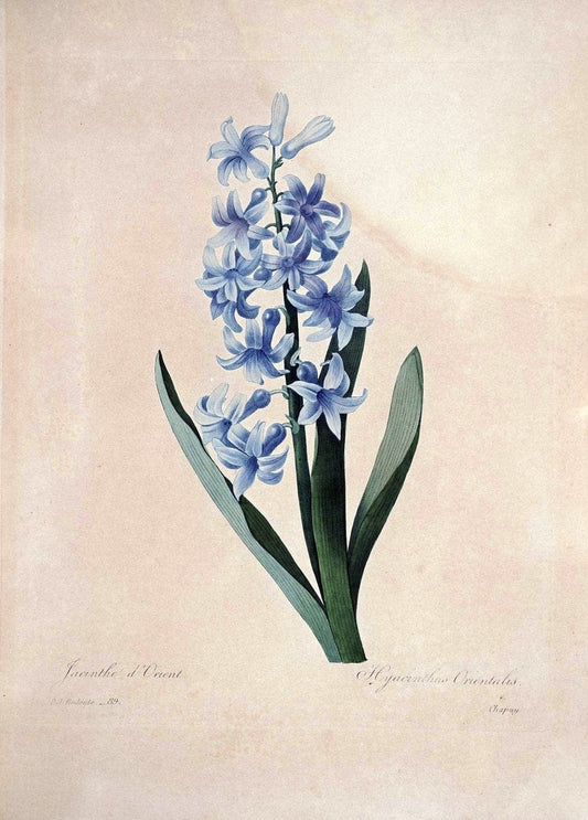 Choix des plus belles fleurs :.Paris:Ernest Panckoucke,[1833].. |  | Vintage Print Reproduction 455732