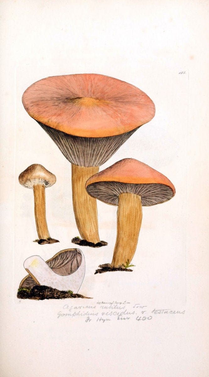 Coloured figures of English fungi or mushrooms. London,Printed by J. Davis,1797-[1809]. | England Mushrooms  | Vintage Print Reproduction 455733